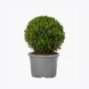 product-image-4_optimized Odio Pellentesque